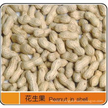 Export Excellent Peanut in Shell